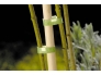 Fiksaatorlint taimedele 5m, õrnkinnitus