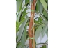 Fiksaatorlint taimedele 5m, õrnkinnitus